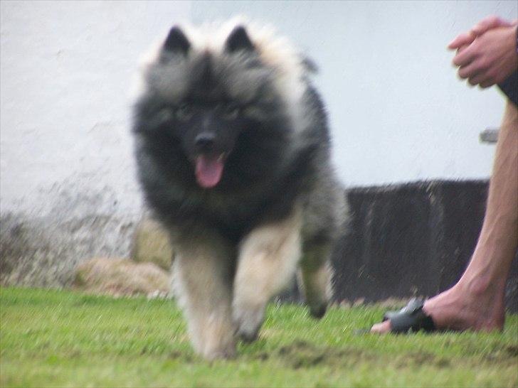 Keeshond Basco billede 1