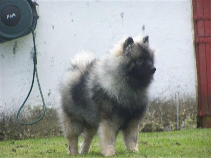 Keeshond Basco billede 3