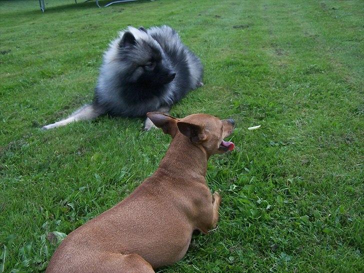 Keeshond Basco billede 4