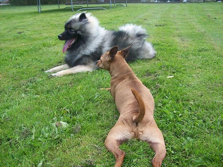 Keeshond Basco billede 5