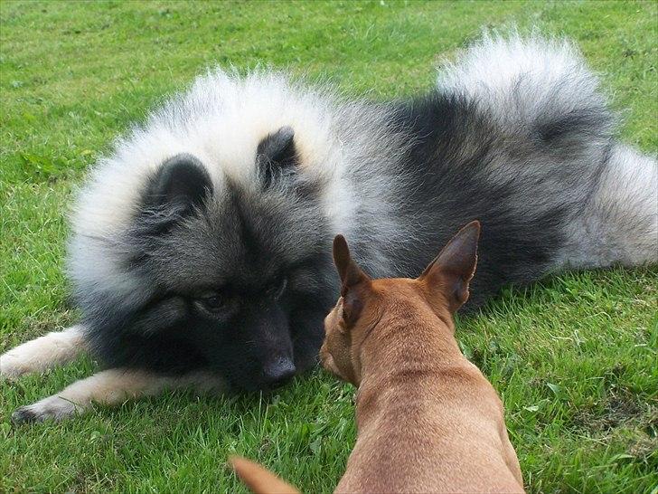 Keeshond Basco billede 6