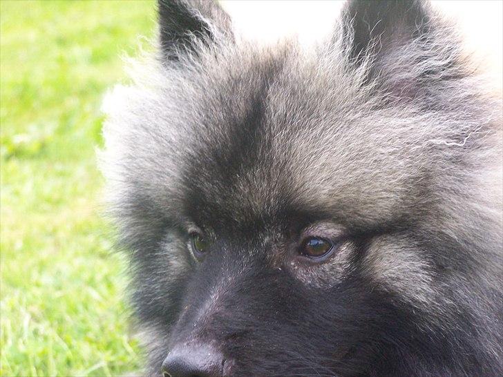 Keeshond Basco billede 7