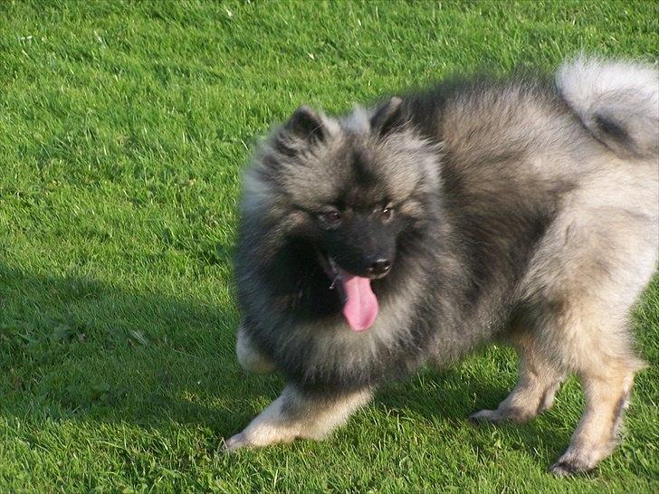 Keeshond Basco billede 9