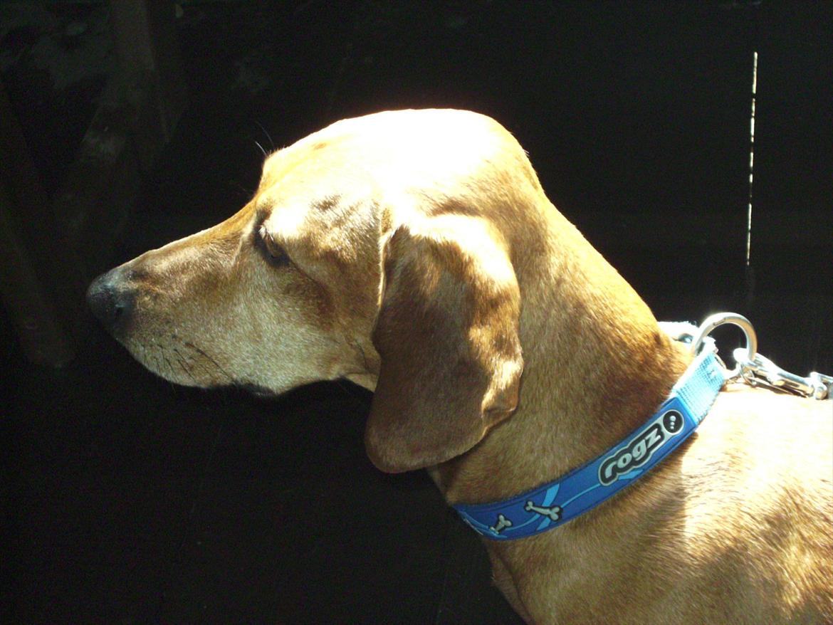 Gravhund Rex - R.I.P. billede 5