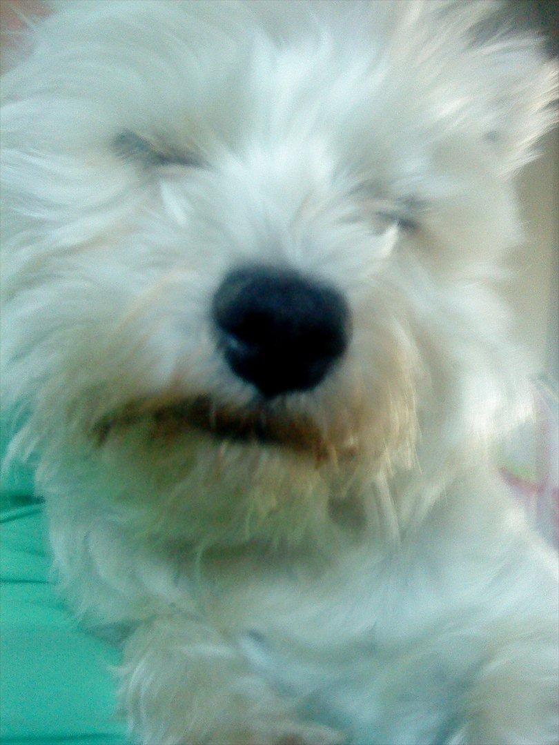 West highland white terrier Tessa billede 4