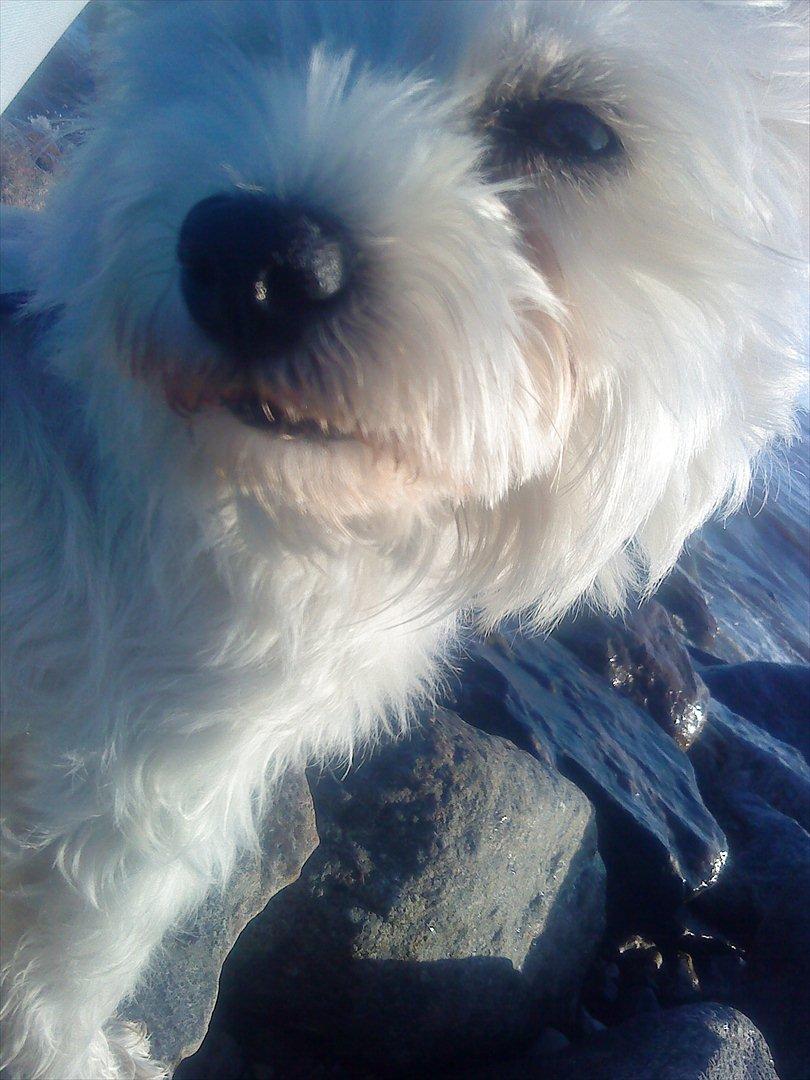 West highland white terrier Tessa billede 5