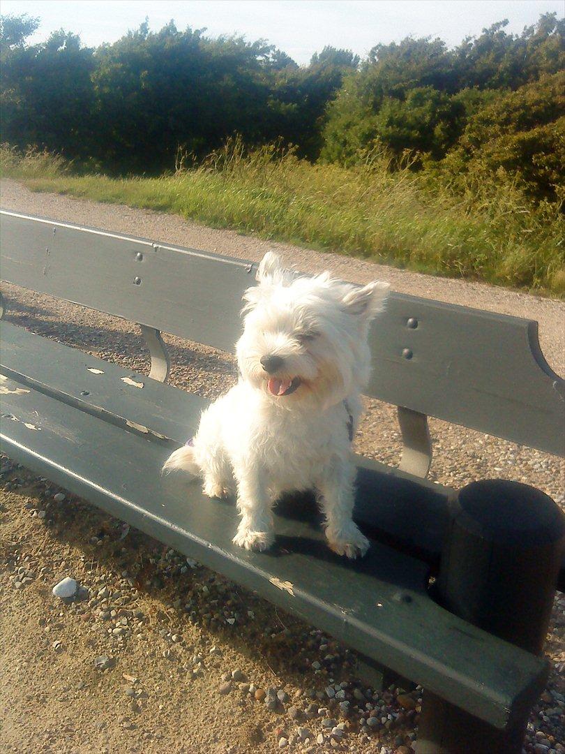 West highland white terrier Tessa billede 6