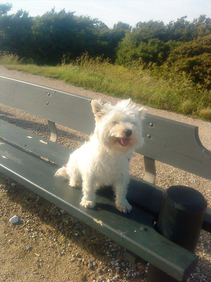 West highland white terrier Tessa billede 7