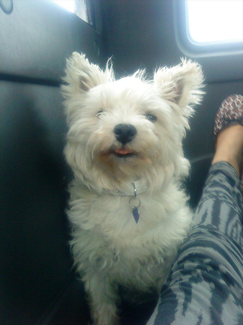 West highland white terrier Tessa billede 8