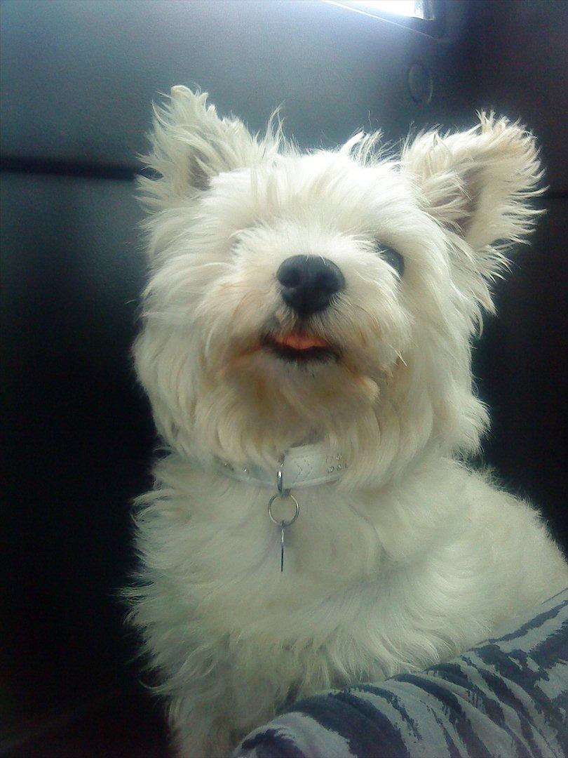 West highland white terrier Tessa billede 9