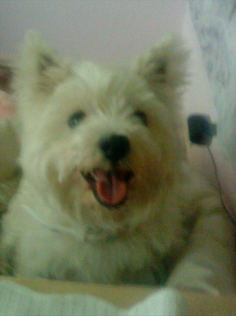 West highland white terrier Tessa billede 10