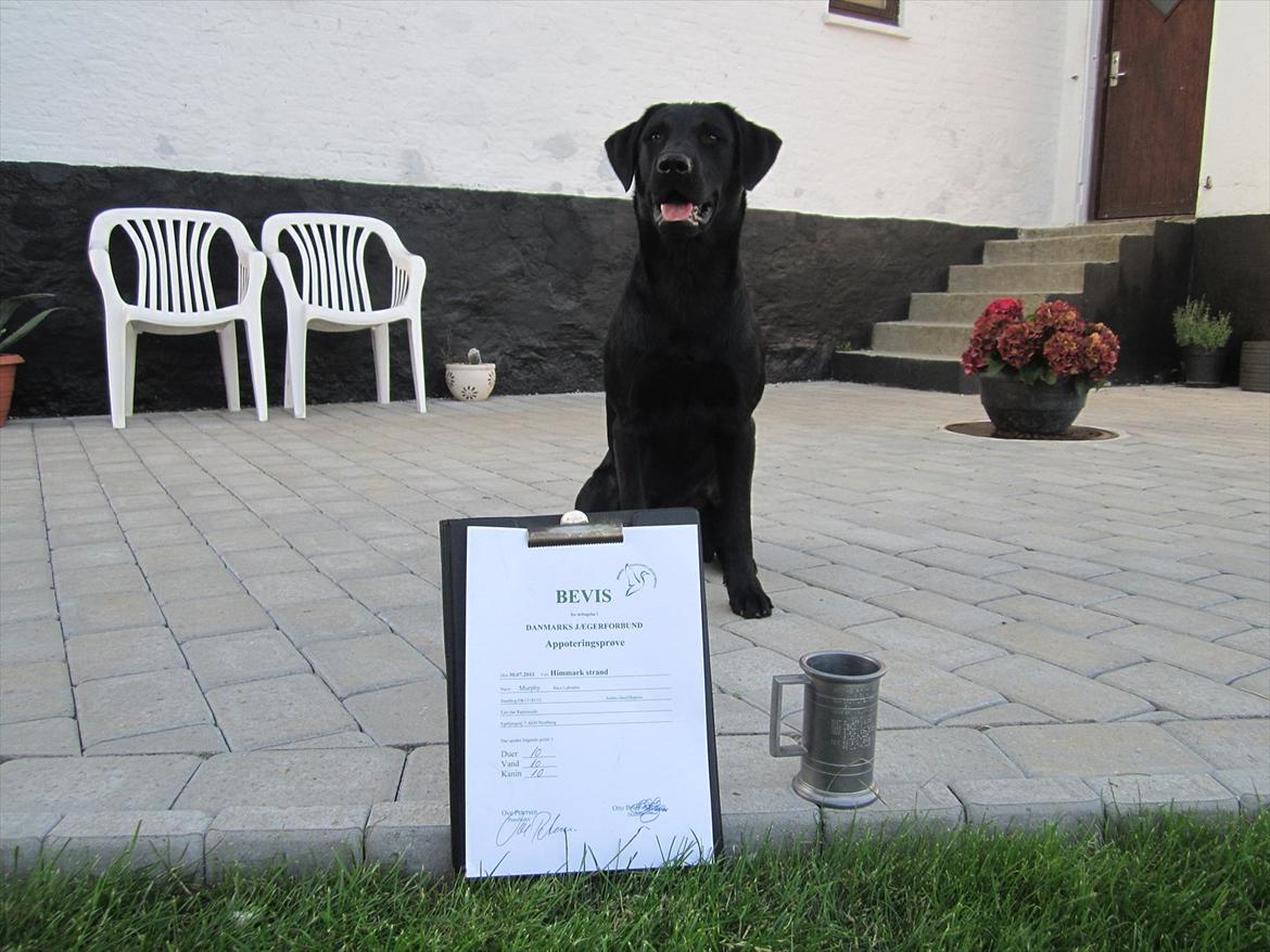 Labrador retriever Murphy - JEg har vundet Odense-pokalen ved appoteringsprøven ved Himmark strand, kun lige godt et år gammel .... ;) billede 2