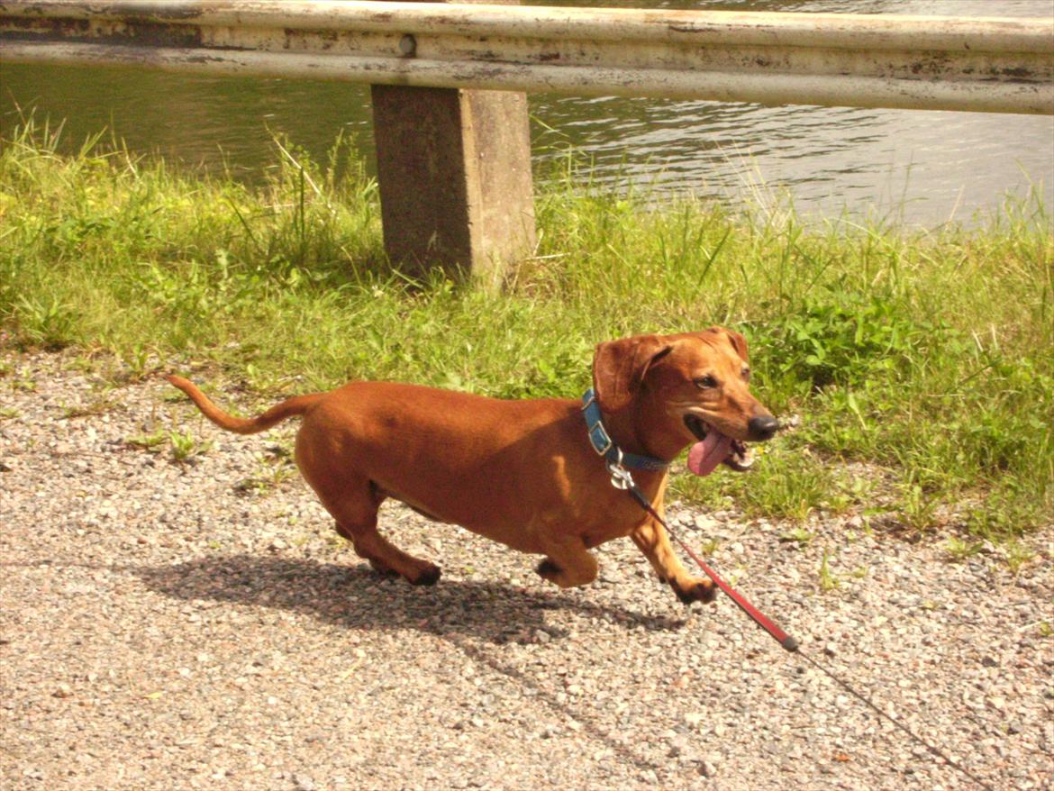 Gravhund Rex - R.I.P. billede 6