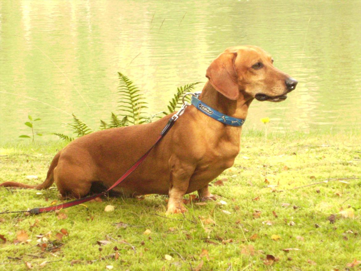 Gravhund Rex - R.I.P. billede 1