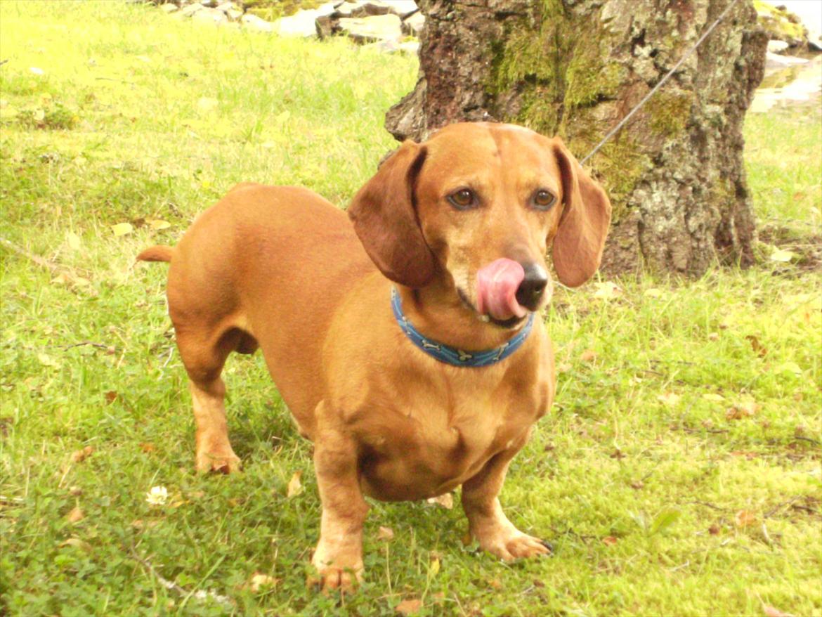 Gravhund Rex - R.I.P. billede 7