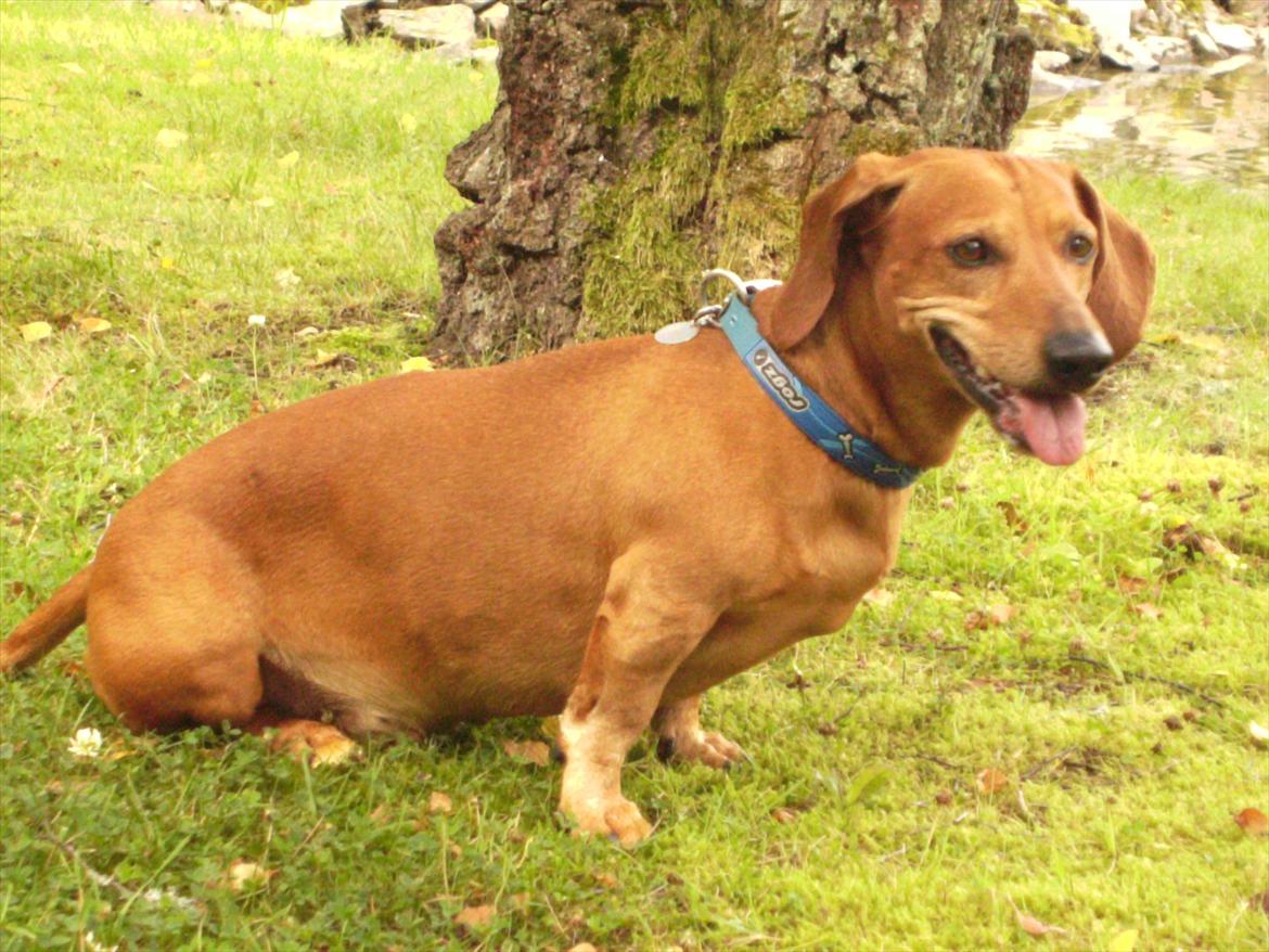 Gravhund Rex - R.I.P. billede 8