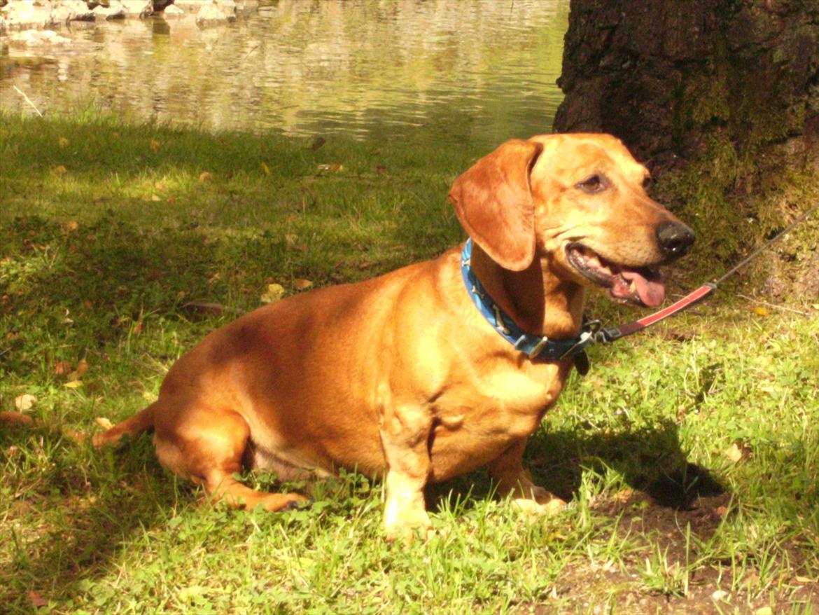 Gravhund Rex - R.I.P. billede 3