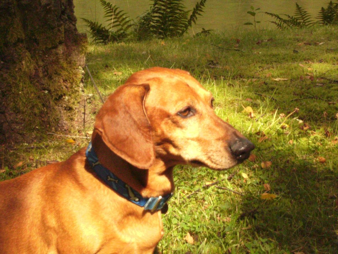 Gravhund Rex - R.I.P. billede 12