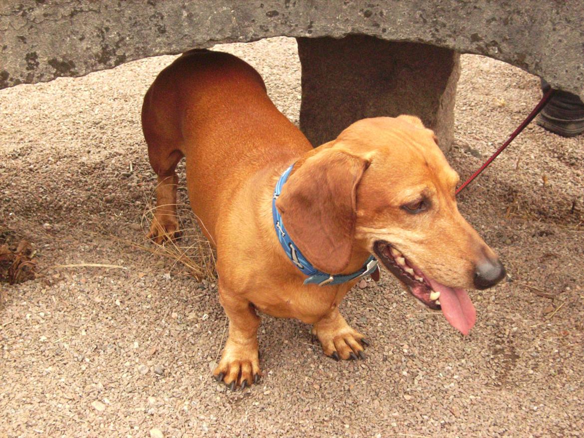 Gravhund Rex - R.I.P. billede 13