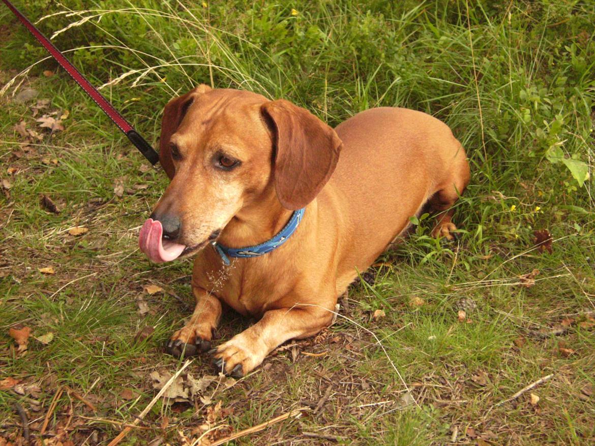 Gravhund Rex - R.I.P. billede 14