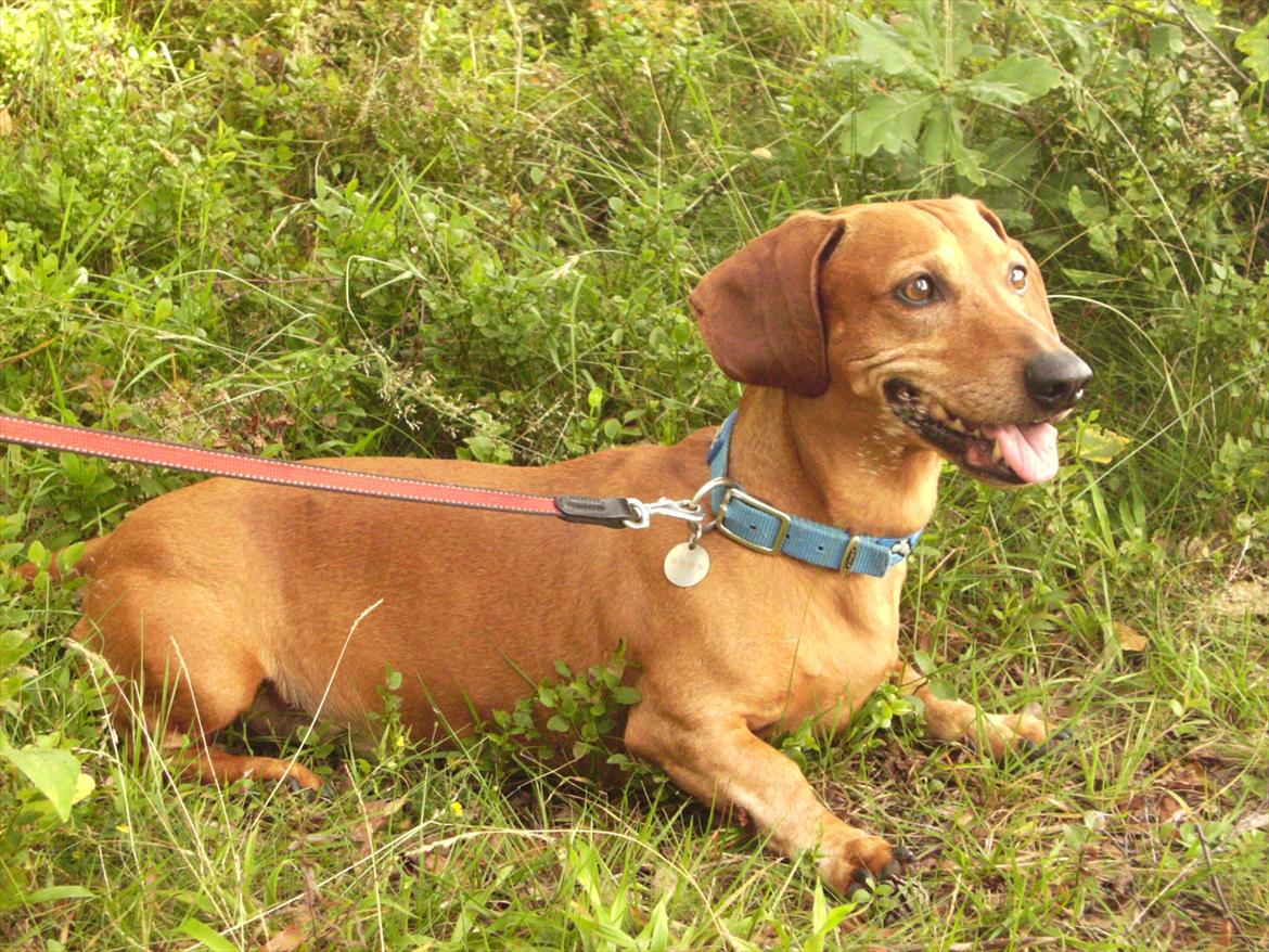 Gravhund Rex - R.I.P. billede 16