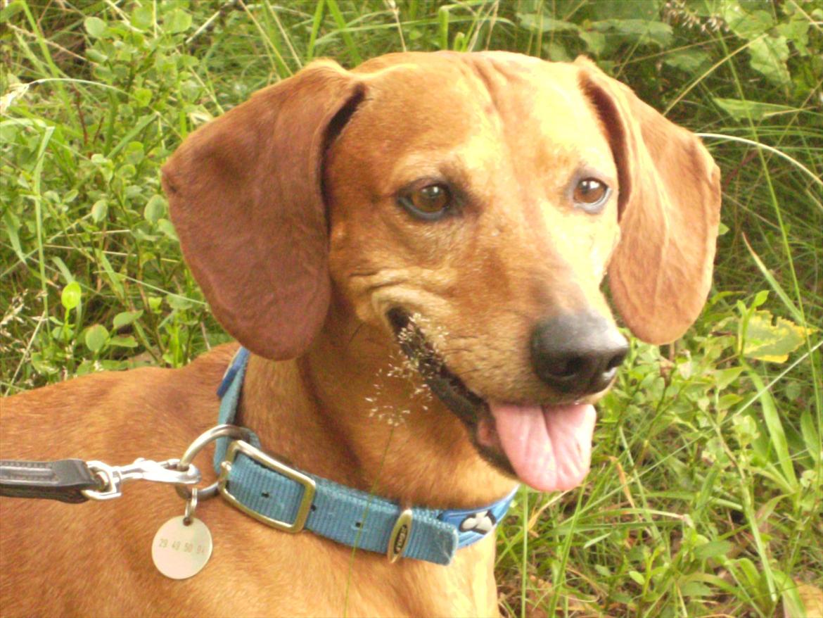 Gravhund Rex - R.I.P. billede 9