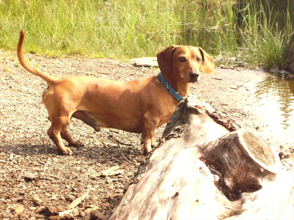 Gravhund Rex - R.I.P. billede 18