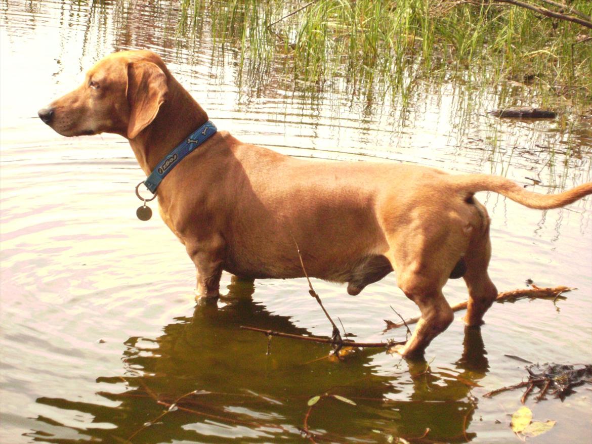 Gravhund Rex - R.I.P. billede 20