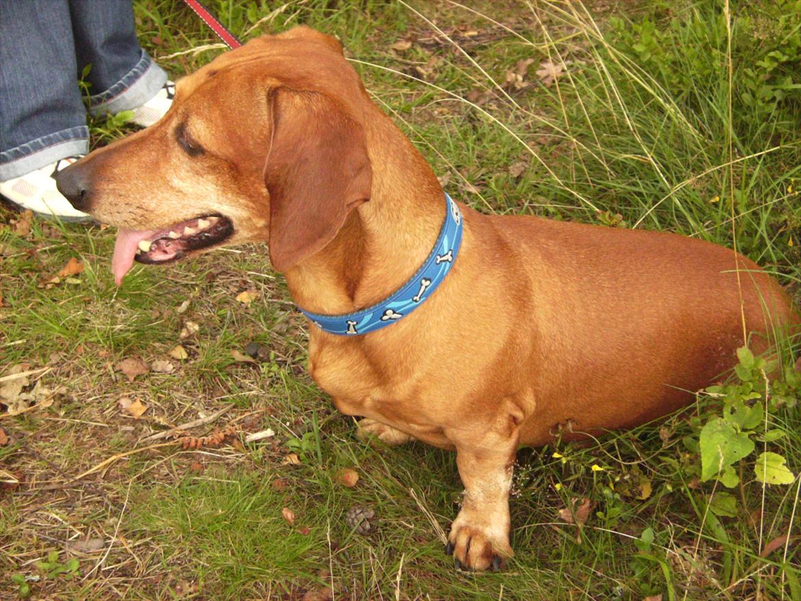 Gravhund Rex - R.I.P. billede 19