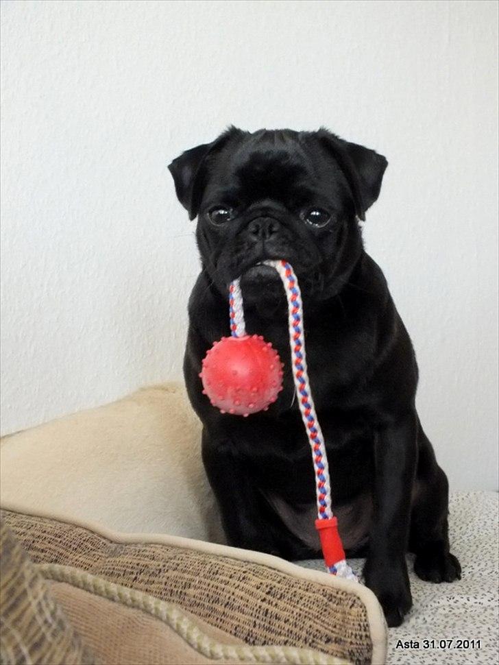 Mops Asta - 7mdr. billede 9