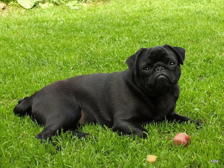 Mops Asta - 7mdr. billede 10