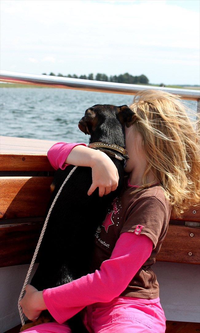 Jack russell terrier blanding Ingolf (Snold) - Ser ud over havet sammen med Signe :). billede 14