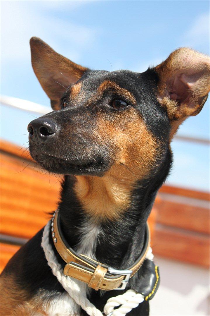 Jack russell terrier blanding Ingolf (Snold) - Med vind i ørene - ude at sejle på rundfart :). billede 15