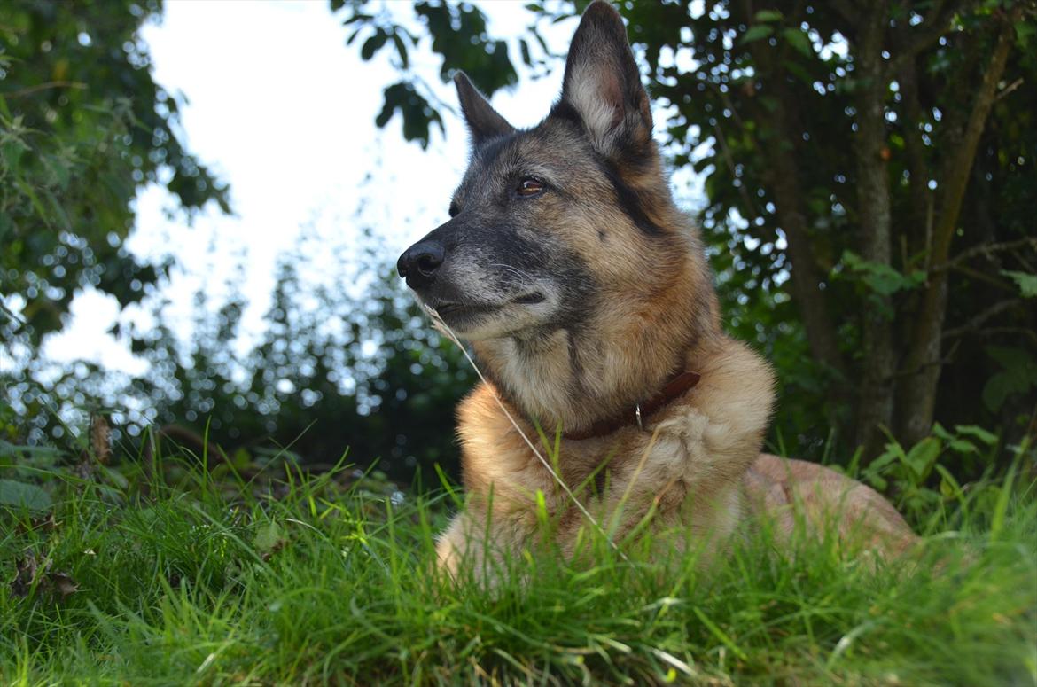 Blanding af racer Molly R.I.P<3 billede 12