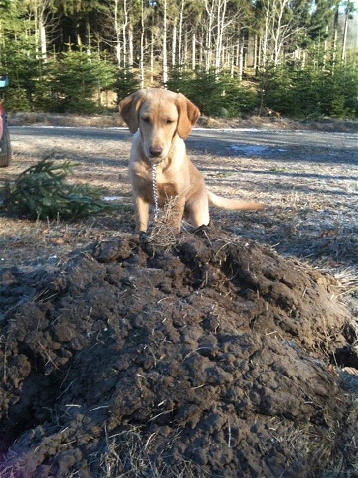 Labrador retriever Futte billede 2