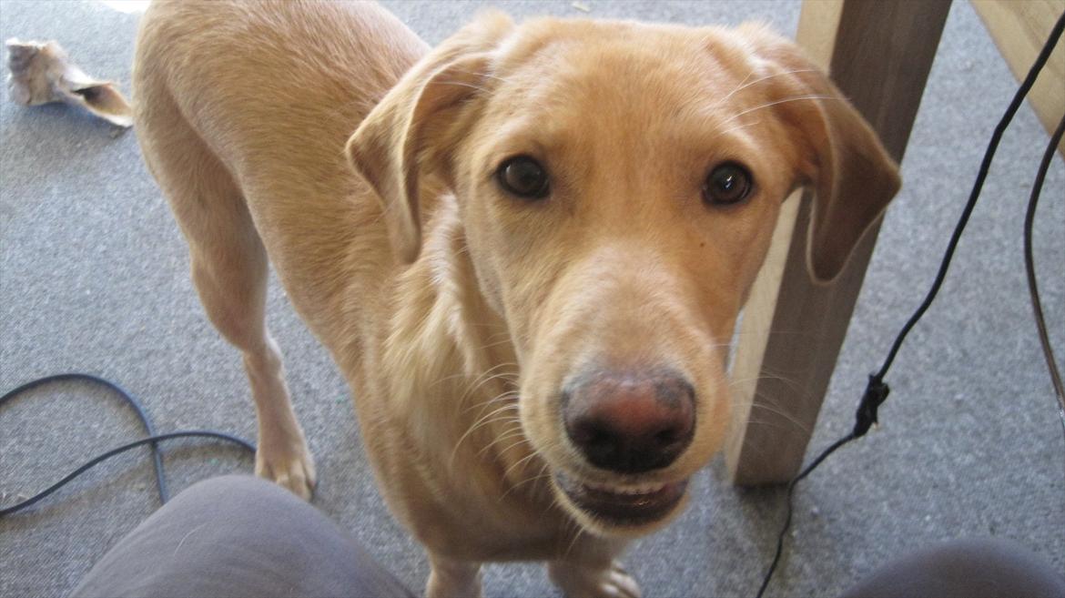 Labrador retriever Futte billede 3