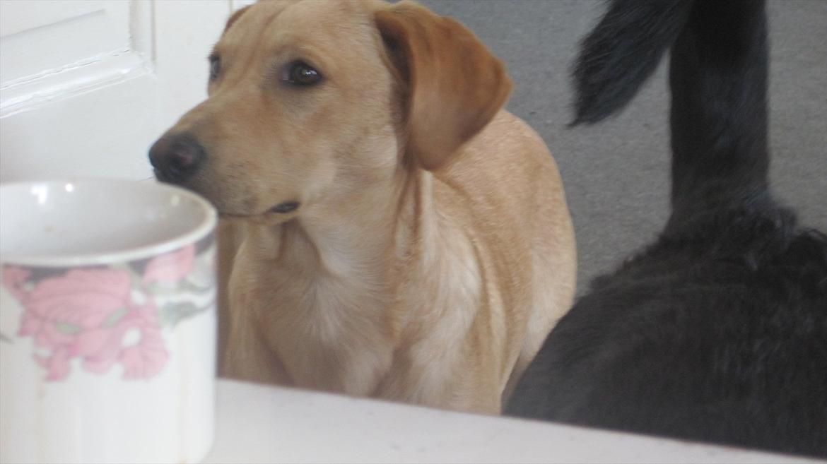 Labrador retriever Futte billede 4