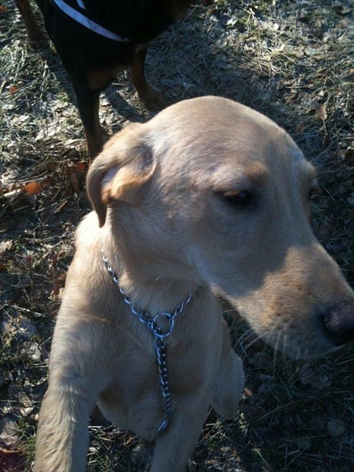 Labrador retriever Futte billede 5