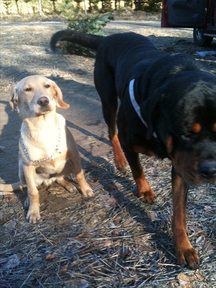 Labrador retriever Futte billede 6