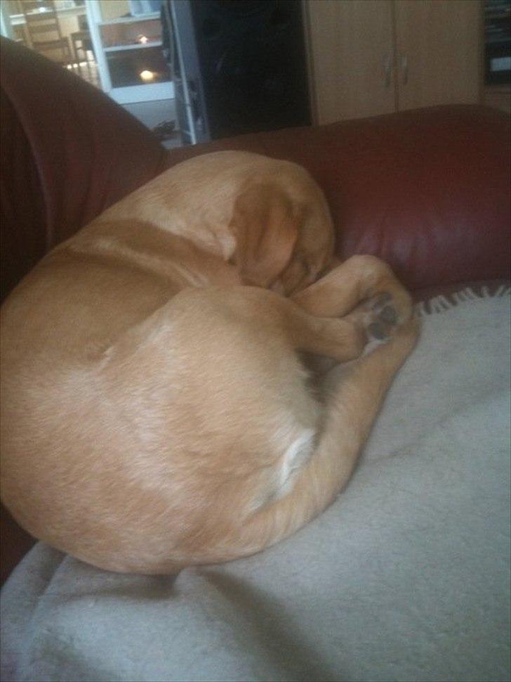 Labrador retriever Futte - Sådan sover han tit :P billede 7