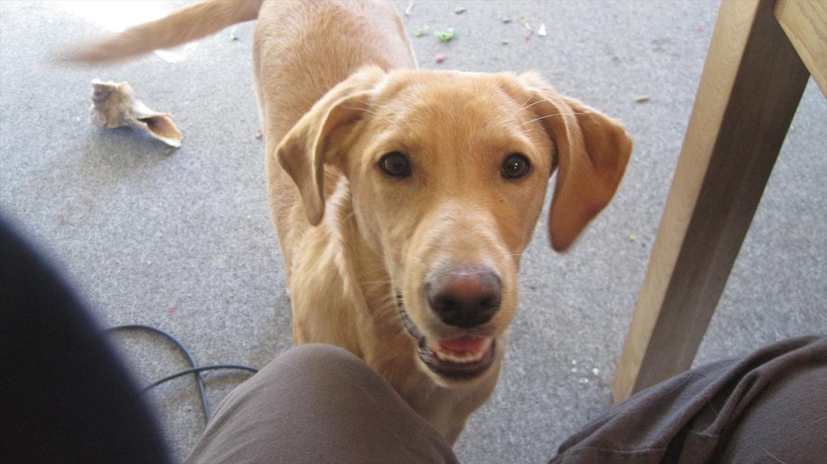 Labrador retriever Futte billede 8