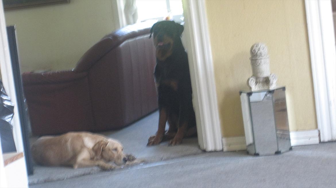 Labrador retriever Futte billede 9