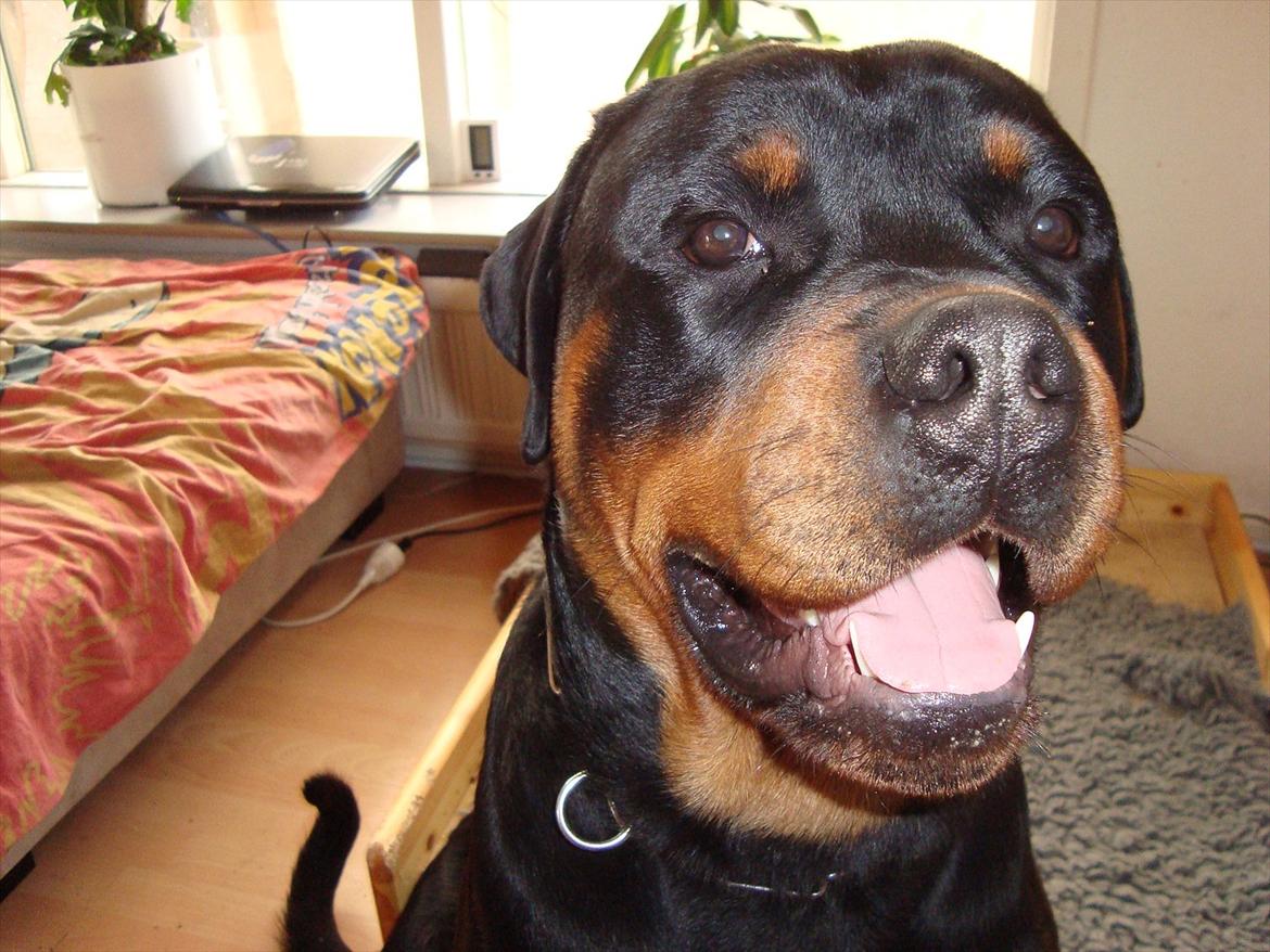 Rottweiler Theo billede 8
