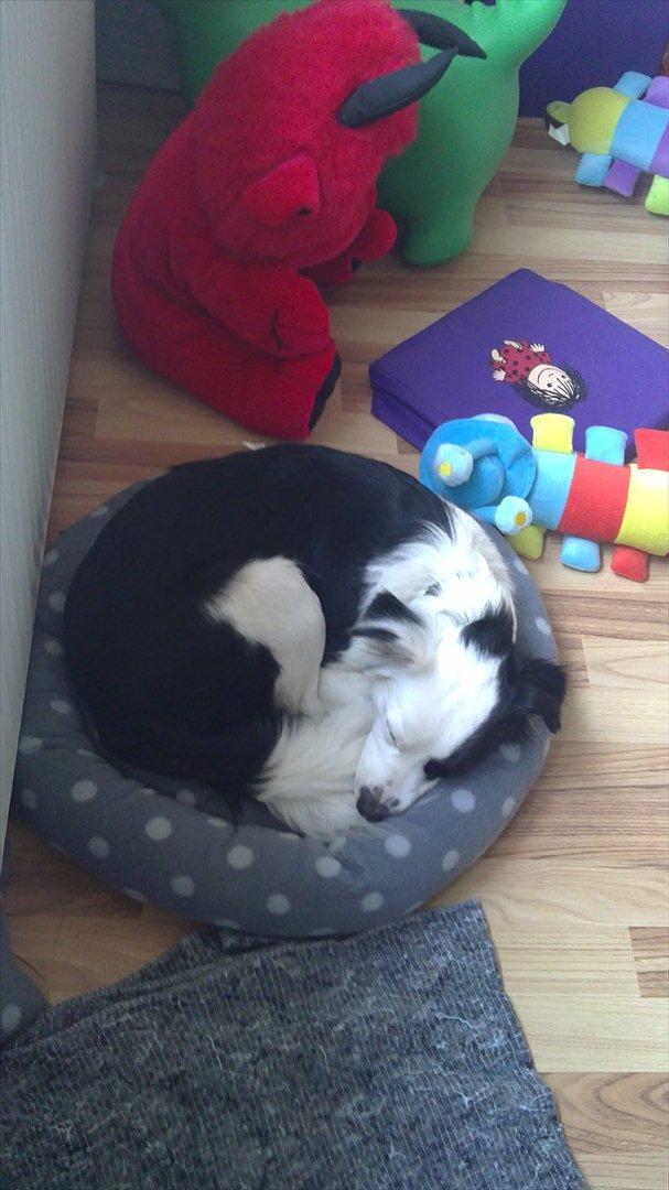 Blanding af racer Tulle -ikke min mere - pigen i hendes lidt for lille hunde kruve. billede 1