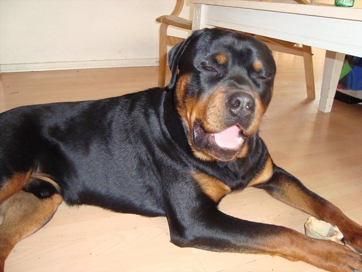 Rottweiler Theo billede 9