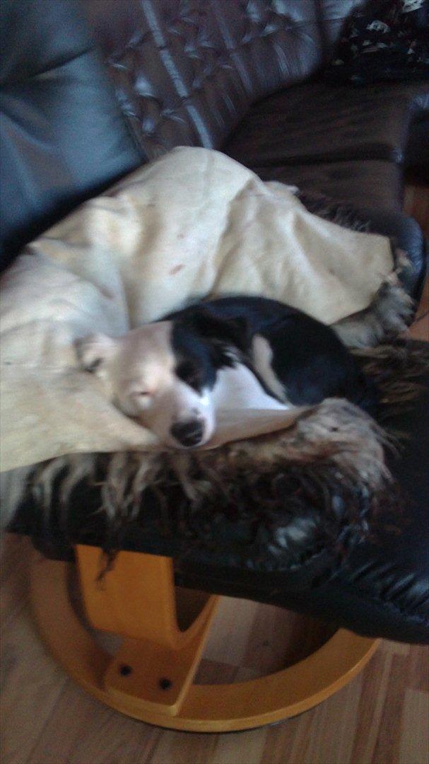 Blanding af racer Tulle -ikke min mere billede 2