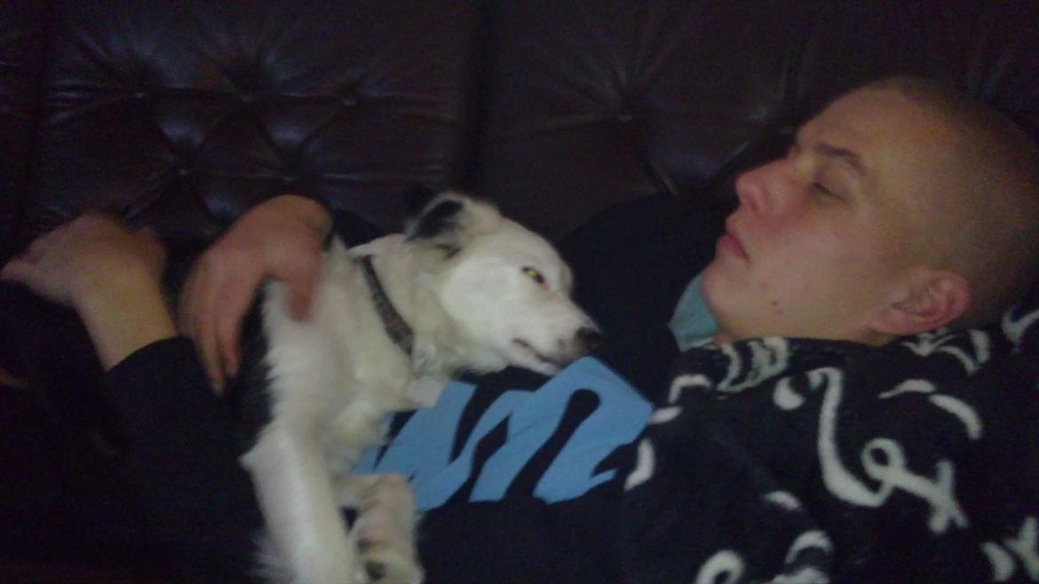 Blanding af racer Tulle -ikke min mere - kæretsen og hunden slapper af  billede 3