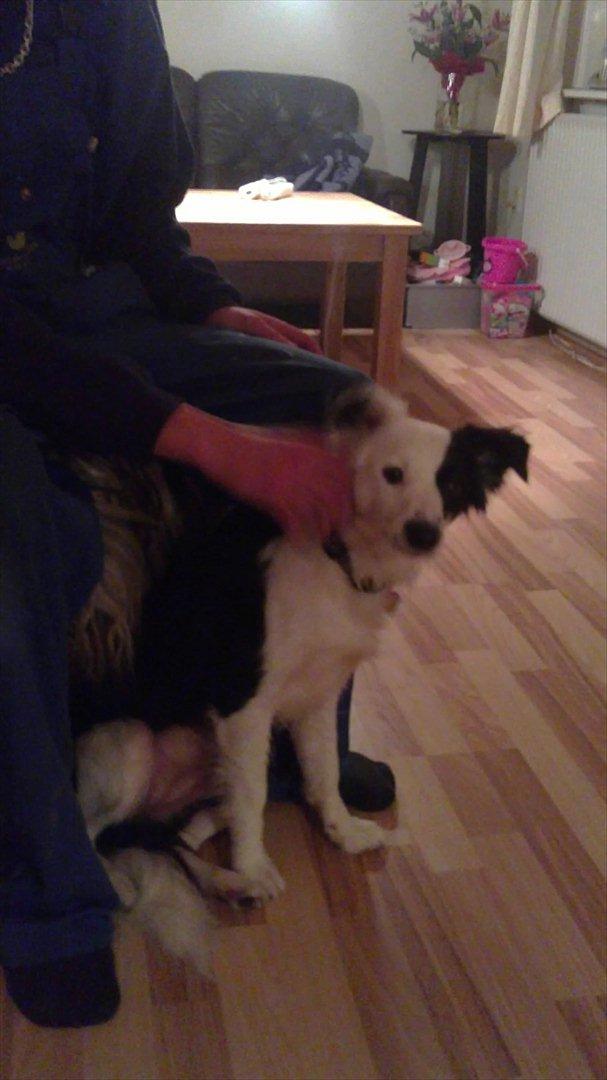 Blanding af racer Tulle -ikke min mere - Det første billede af tulle billede 4