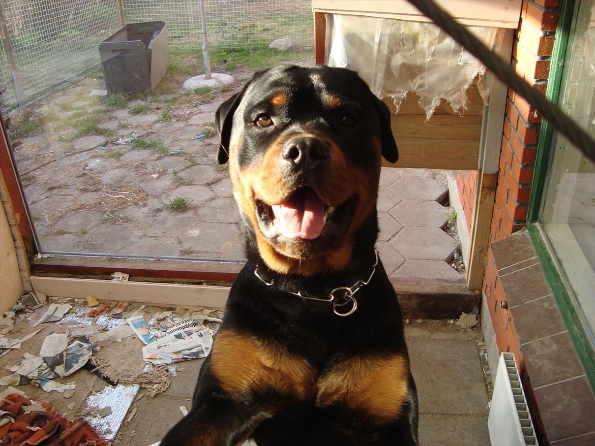 Rottweiler Theo billede 10