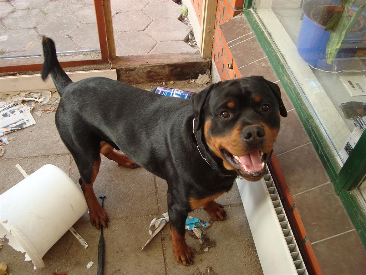 Rottweiler Theo billede 11